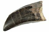 Feeding Worn Tyrannosaur Tooth - Judith River Formation #192535-1